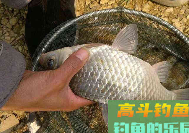 俗话说：春钓滩，但是初春不建议钓浅水，原因有2点