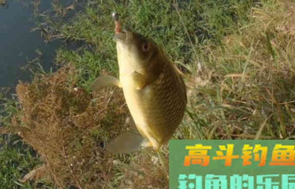 春季为什么要钓滩？