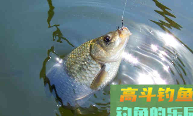 仲春钓鱼有3难，不仅是温度高钓浅水，难在鱼情和饵料
