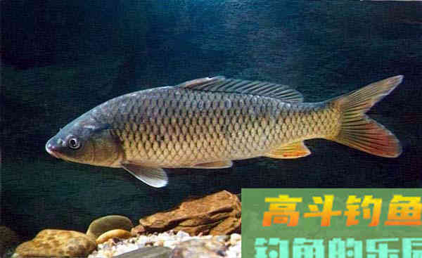 夏天钓鱼做不到灵活变通，就不要再抱怨渔获少了