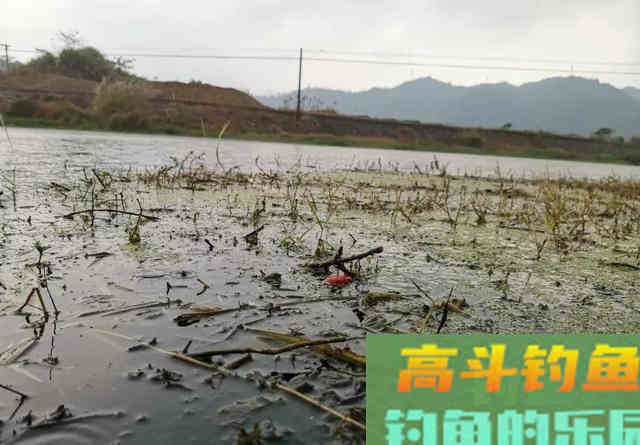 秋季钓鲫鱼的几个要点，光靠饵料没用
