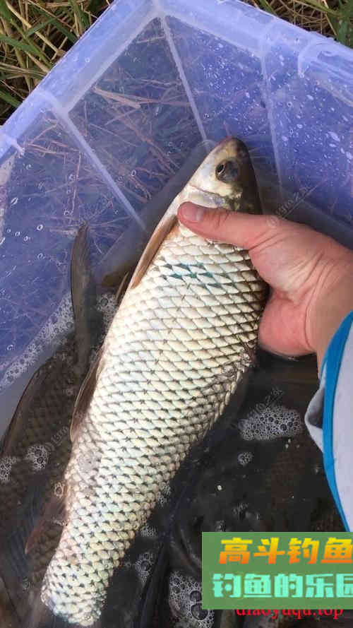 春钓鲮鱼全攻略，相差一点都不行