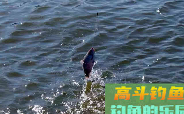 通过三次野钓实践，我得出经验春钓要把握一个小字