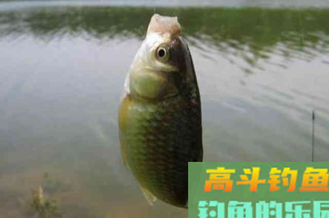 立冬前，大板鲫只需按我说的钓，一支竿子忙不过来