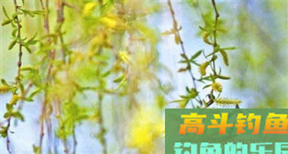 春分过后，3大原则，同样是钓好鱼的关键