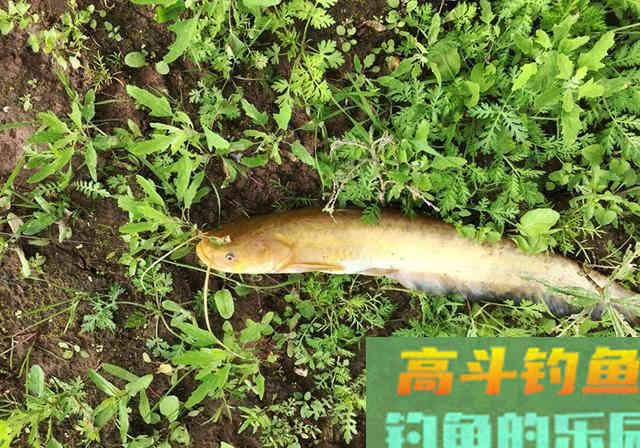 清明前后钓鱼，要想渔获多多，就不能按套路出牌