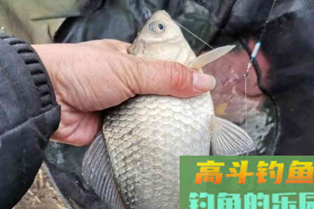 冬天越冷，鱼就越不好钓？老钓手献出锦囊妙计