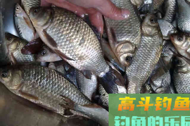 庆幸我有这狠招，从此冬钓不犯愁