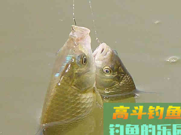 惊蛰后钓鱼这6个误区，要格外留神