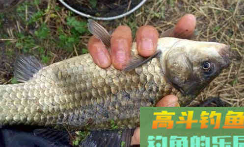 秋钓鲫调漂，上钩带饵还是下钩带饵，根据鱼情