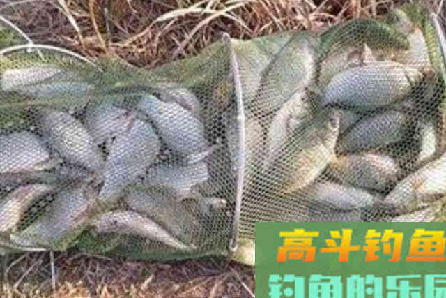 冬钓无口就收竿，难道你没用这3个策略