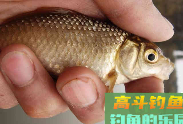 通过三次野钓实践，我得出经验春钓要把握一个小字