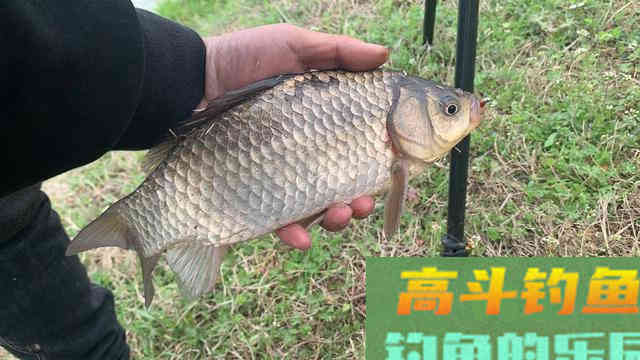 夏天鱼去哪了？不同种类鱼聚集地不同，草鲤鲫鳊加鲢鳙