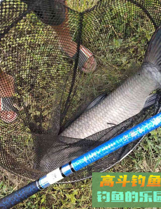 晚秋钓鱼，学会这样开饵和作钓，上钩的全是大鱼