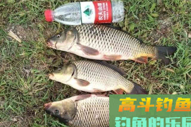 秋钓时，这样诱鱼才最霸气