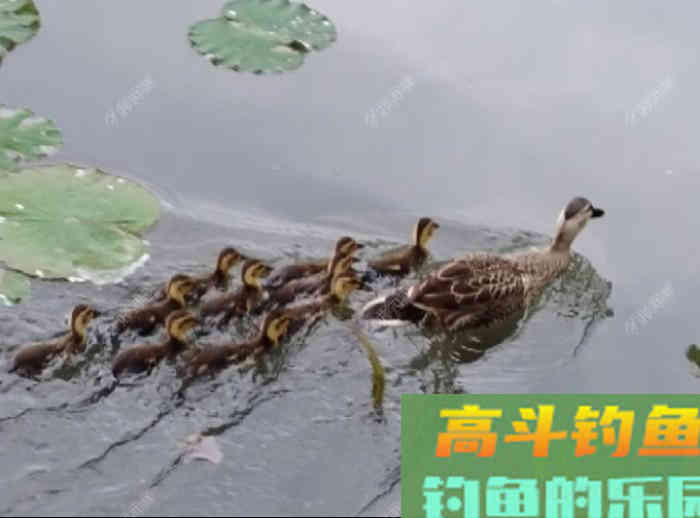立春到惊蛰，惊蛰到清明等，这段时间钓鱼技巧