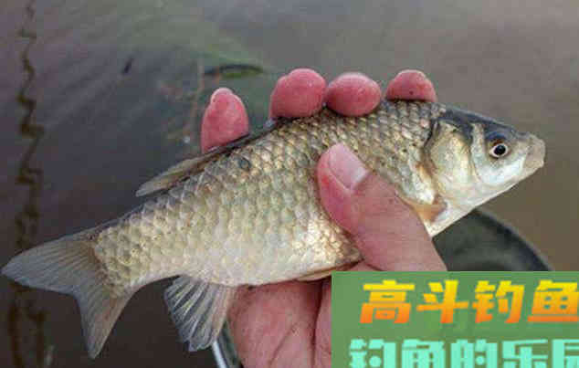 三春钓鱼各不同，根据时间换钓法