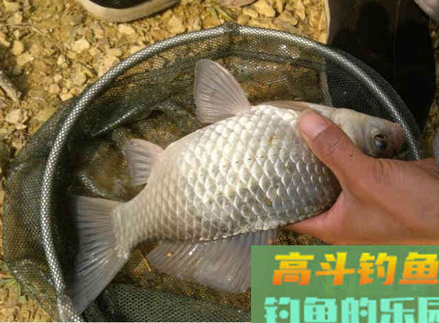 夏季大板鲫都去哪里了？为何不咬钩