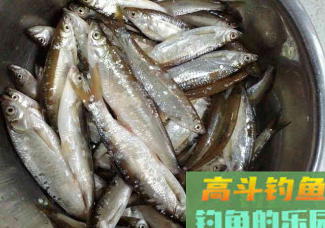 春季野湖游钓，野钓黄尾鱼和鲫鱼，80多条野生小杂鱼
