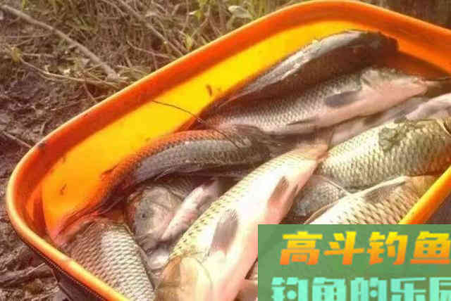 立秋后，不是鱼不好钓，只因你没找到这3个藏鱼之地