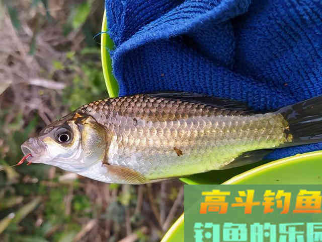 春季作钓的两大细节，让你上鱼更多