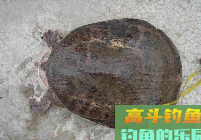 天冷怎么找甲鱼洞？