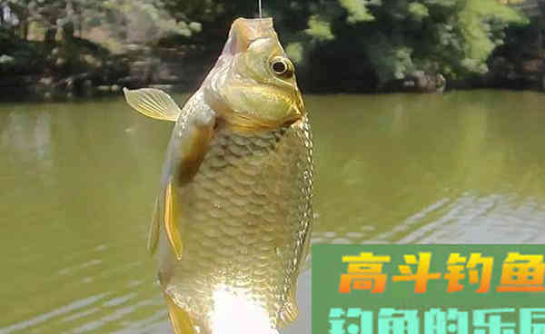 秋季鱼口变轻，用好这4招，即可轻松应对
