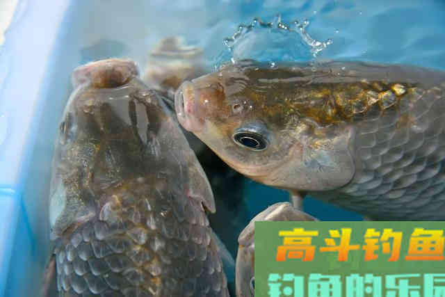 仲春钓鱼有3难，不仅是温度高钓浅水，难在鱼情和饵料