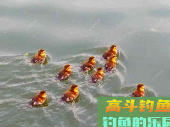夏季为什么难钓鲫鱼？通过这3点分析，来解决钓大鲫难问题