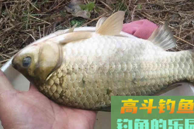 初冬野钓，唯独这3大调整最关键