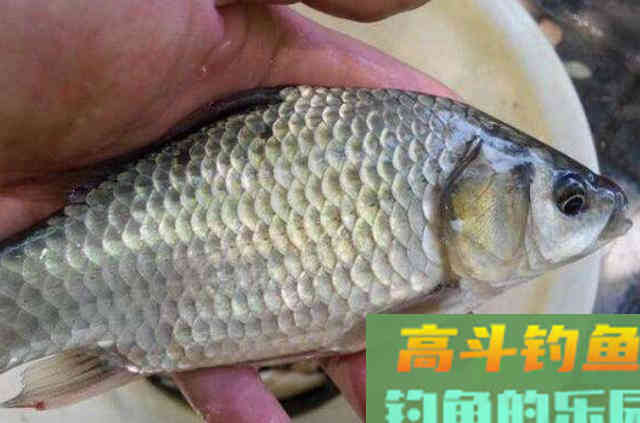 秋天的鱼不好钓？不急不慌，试试这5种添加剂