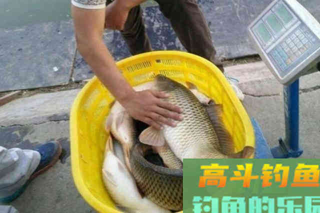 秋天的鱼不好钓？不急不慌，试试这5种添加剂