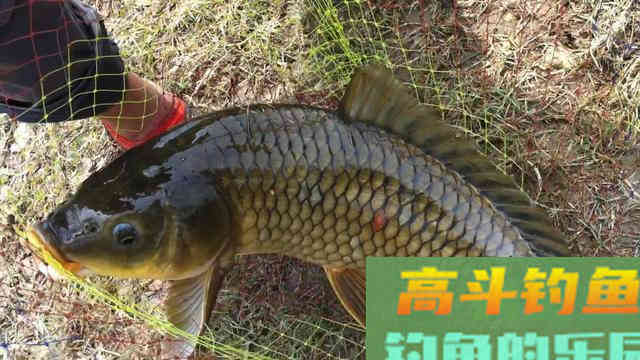 秋钓想要好鱼获，首先得弄明白，什么才是秋钓荫