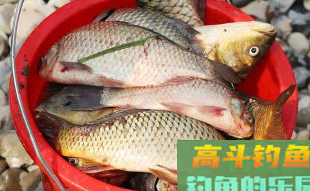 谁说夏季钓鱼不能用腥饵，虾仁蘸虫粉，半天钓了38斤鱼