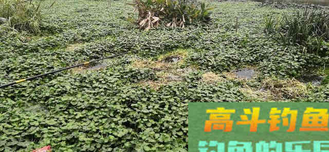 春分过后，请善待水中的鱼儿！这3件事不要做