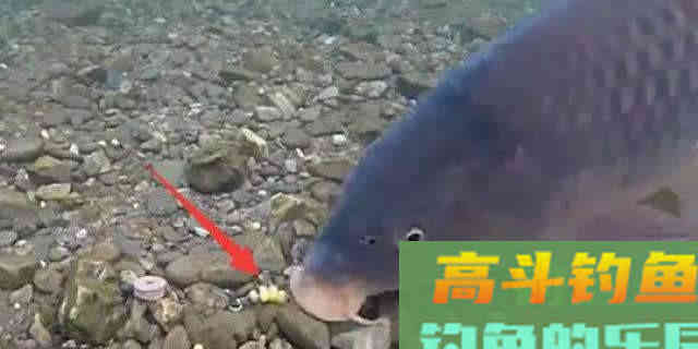 春钓浅滩3个原因，不仅仅因为浅水水温高，食物多