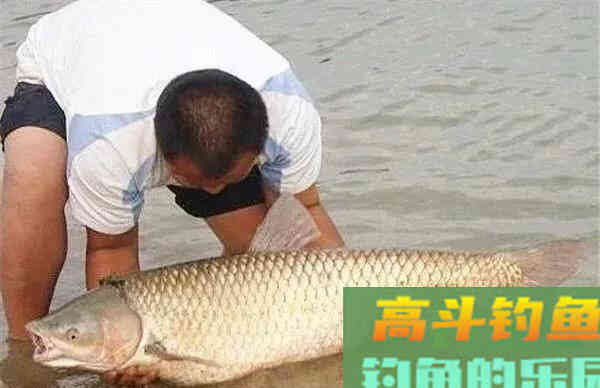 夏季垂钓，滩和渊的选择，时机很关键