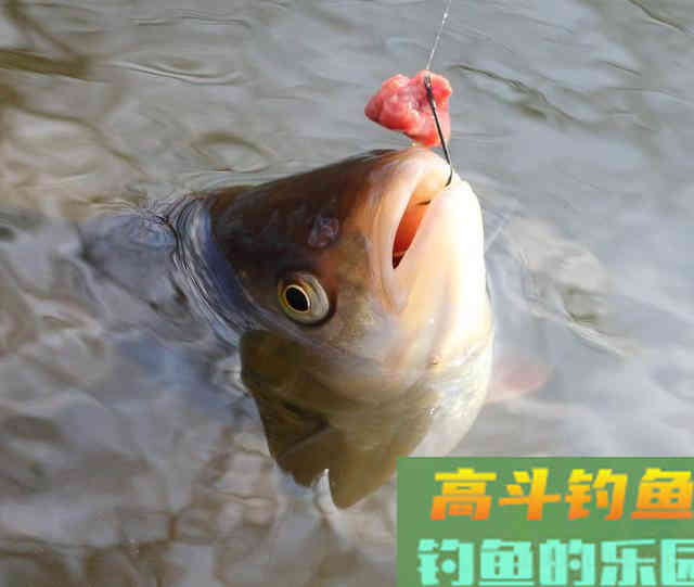 春季下雨钓鱼攻略，小鱼少大鱼多，靠岸觅食吃口狂
