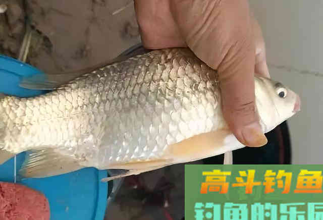 冬季钓鱼为什么很多人选择调平水钓两目