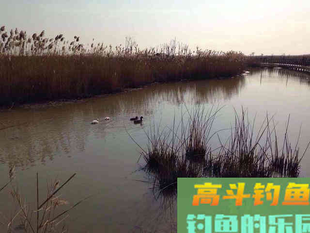 秋寒水冷，夜钓无口，是没鱼还是鱼不开口