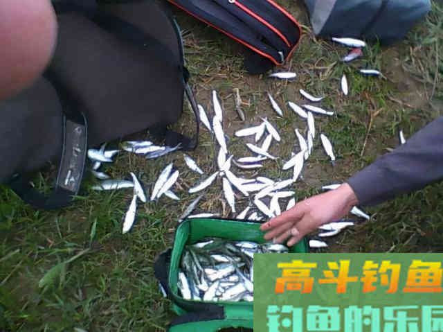 为何秋天下雨没鱼口？要明白钓深还是钓浅