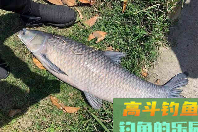 深秋时节，别光盯着钓鲫鱼，这些鱼吃口也很好
