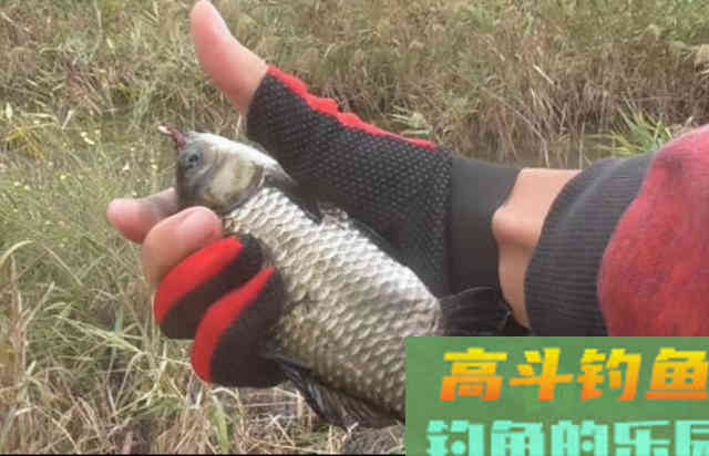 冬季找到这3个藏鱼宝地，大鱼都在这里