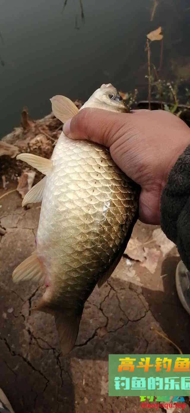 春天钓鱼没口原因原因盘点，找准后解决起来不麻烦