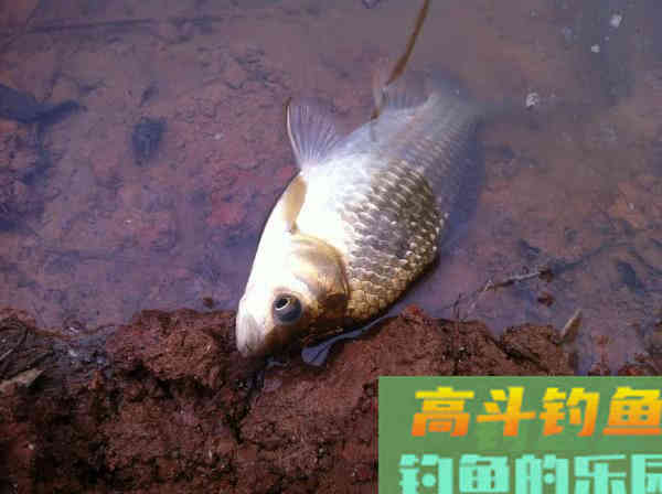 春钓要像钓到鱼，要从钓位、钓具、窝饵、钓法等作手