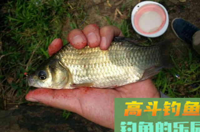 在夏季，发酵饵料为何更受鱼儿的喜欢