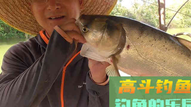 夏天鱼去哪了？不同种类鱼聚集地不同，草鲤鲫鳊加鲢鳙