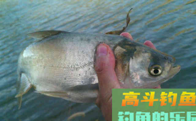 秋天正是钓鱼黄金季，此时你怎么爆护呢