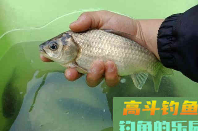 早就提醒过你，秋钓唯独这3大调整才最关键