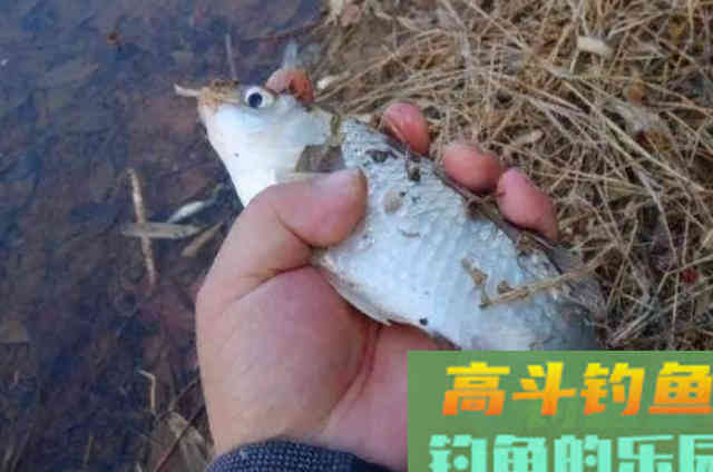 冬天冷就封竿入库？试试我这特色钓法